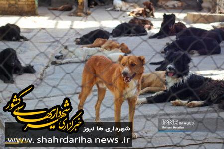 زنده گیری ۱۵۰ قلاده سگ بلاصاحب در مبارکه طی 4 ماه