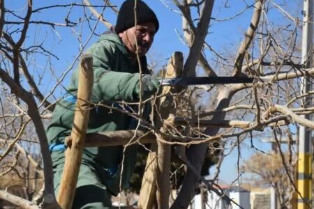 هرس زمستانه درختان برای زیباسازی و حفظ فضای سبز شهرضا