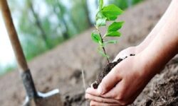 کاشت بیش از ۳۳ هزار نهال در بوستان سرخهحصار تهران