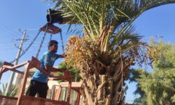 آغاز عملیات هرس و شاخهزنی درختان شهر مهران