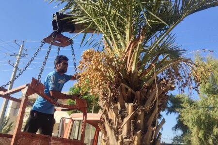 آغاز عملیات هرس و شاخه‌زنی درختان شهر مهران
